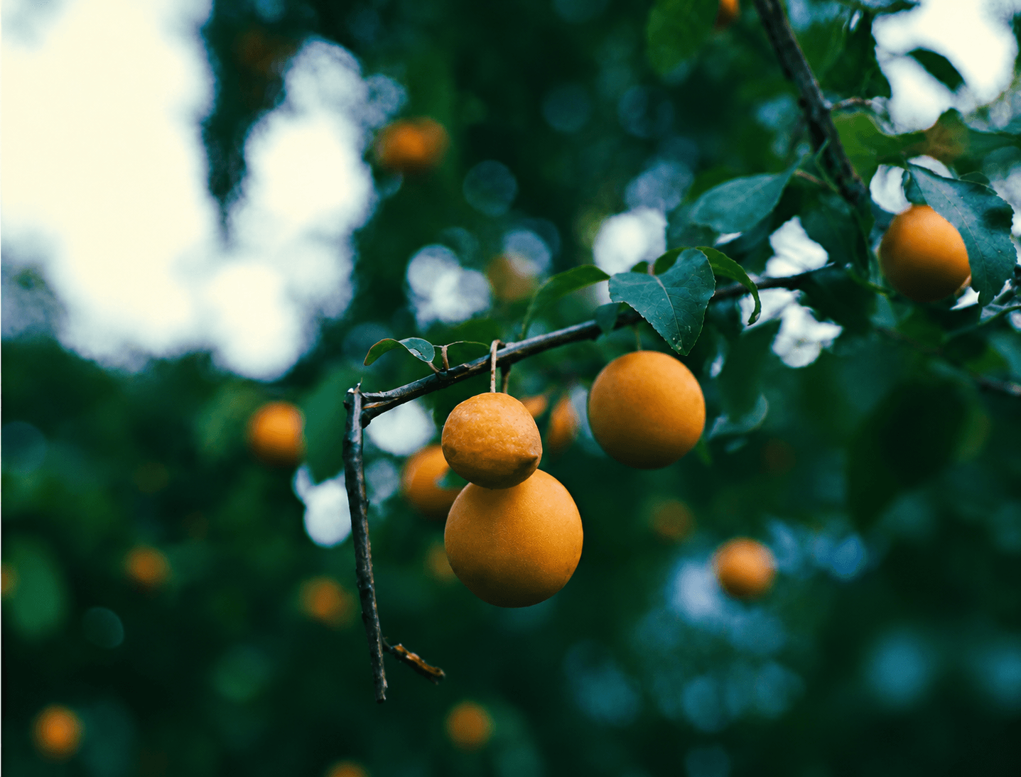 low-hanging ripe oranges on a tree