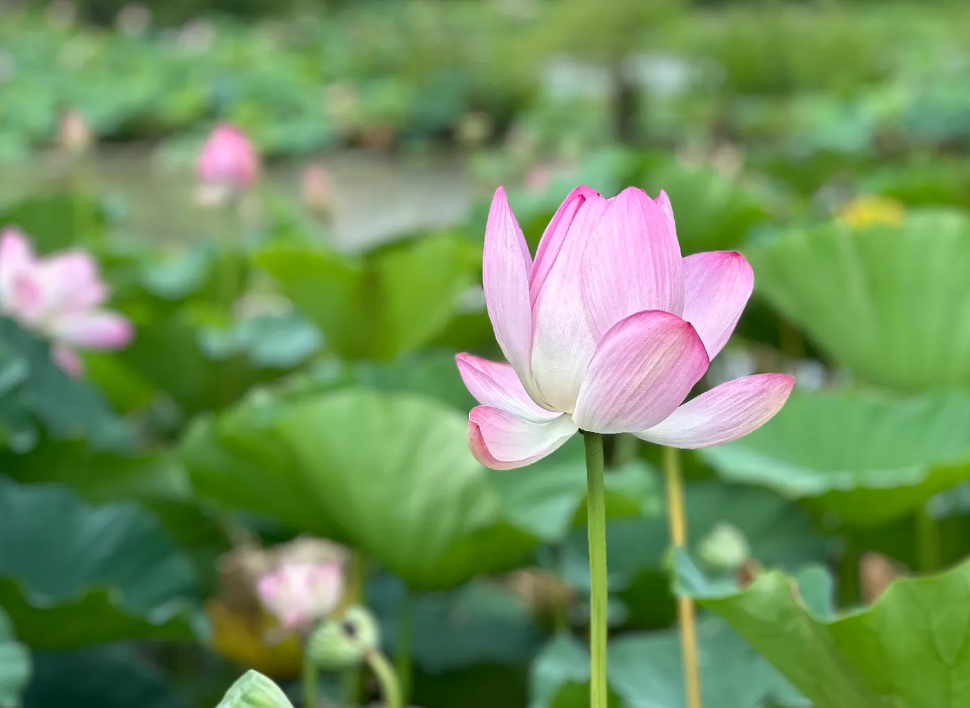 glowing lotus and water on a green background
